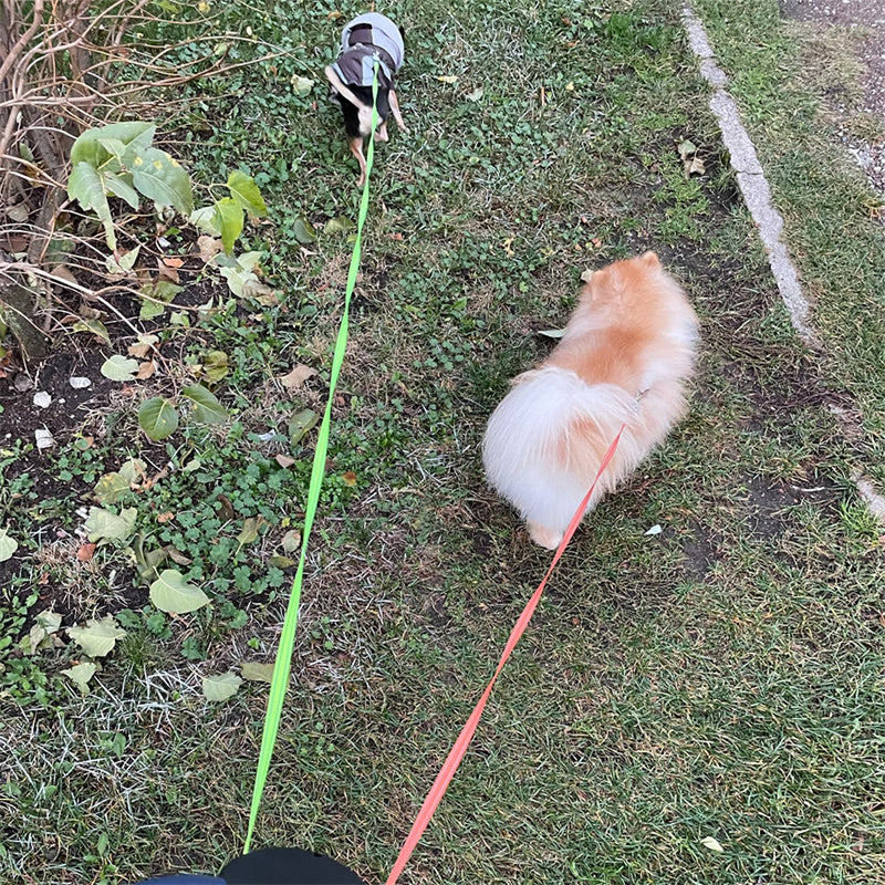 2-in-1 Retractable Dog Leash – Walk Two Dogs with Built-in Light & Poop Bag Storage